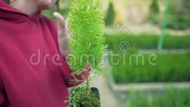 特写-<strong>呵护</strong>美丽的植物.. 一位年轻企业家手中的盒式磁带中的针叶常绿树松